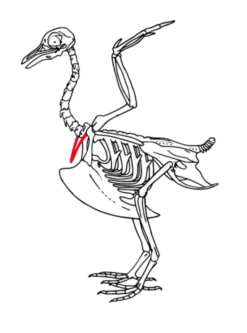 Скелет птиц приспособлен у птиц кости. Строение скелета птицы. Скелет птицы анатомия. Особенности скелета птиц. Пигостиль у птиц это.